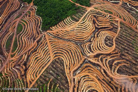 砍掉|森林消失的原因：非法貿易、農業開墾、森林火災與.